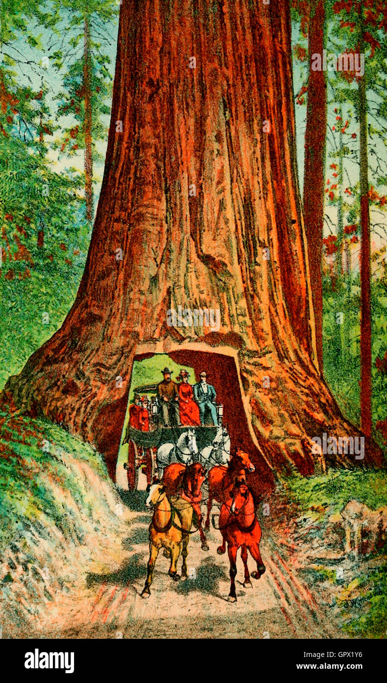 Big Tree Wawona, circa 1880. The Wawona Tree, also known as the Wawona Tunnel Tree, was a famous giant sequoia that stood in Mariposa Grove, Yosemite National Park, California, USA, until 1969. Stock Photo