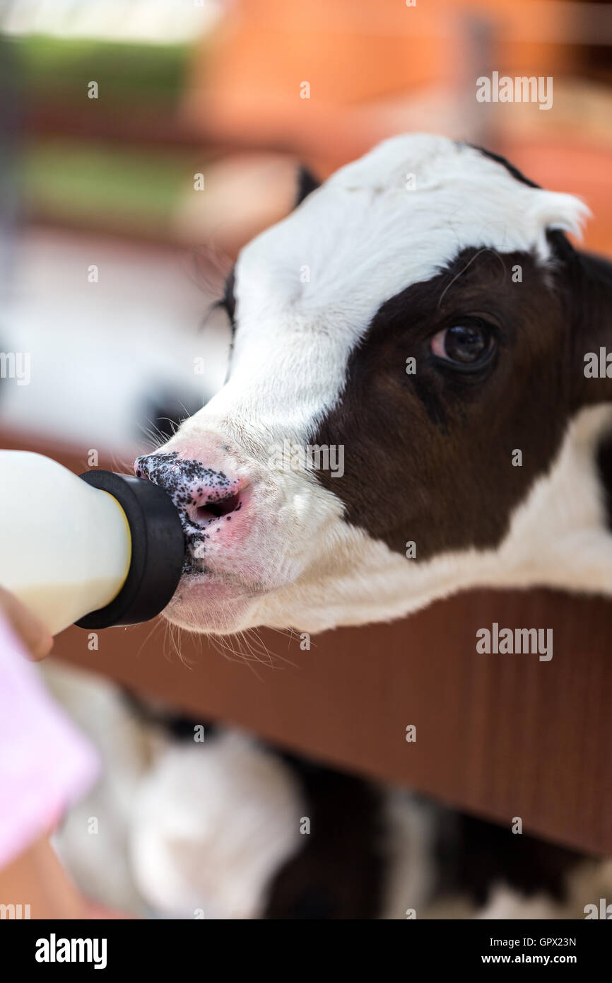 Feeding young cow or calf from bottle of milk Stock Photo Alamy
