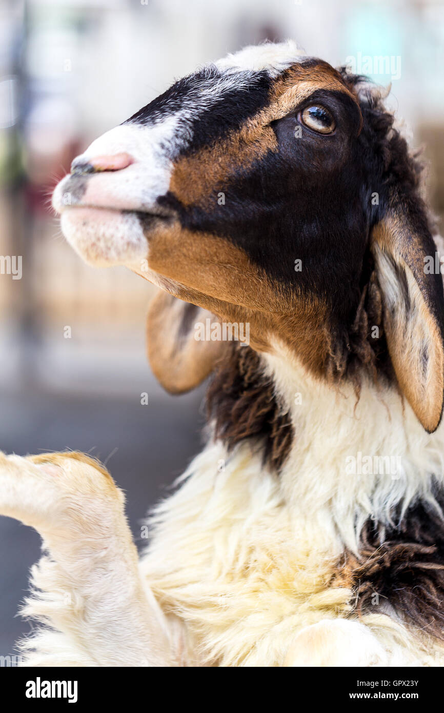 Portrait of young goat in farm or livestock. Stock Photo
