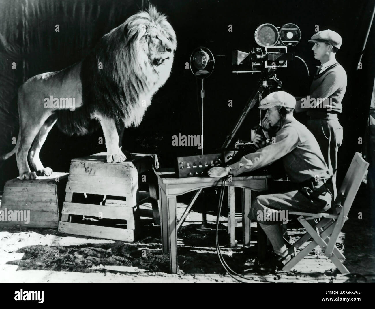 MGM LION  A lion named Jackie was used to film the famous MGM logo in December 1928 Stock Photo