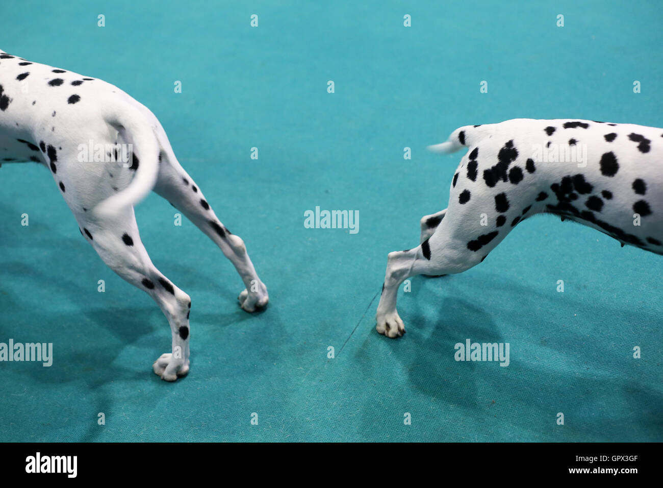 Two halves of Dalmatians at Crufts 2016 held at the NEC in Birmingham, West Midlands, UK. Stock Photo