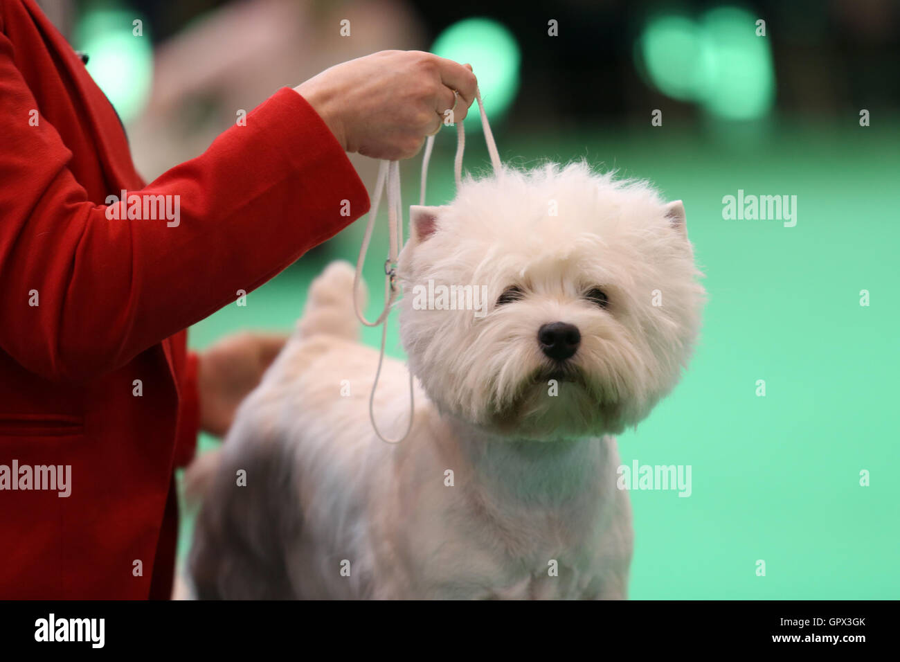 A West Highland White Terrier at Crufts 2016 held at the NEC in Birmingham, West Midlands, UK. The world's largest dog show, Cru Stock Photo