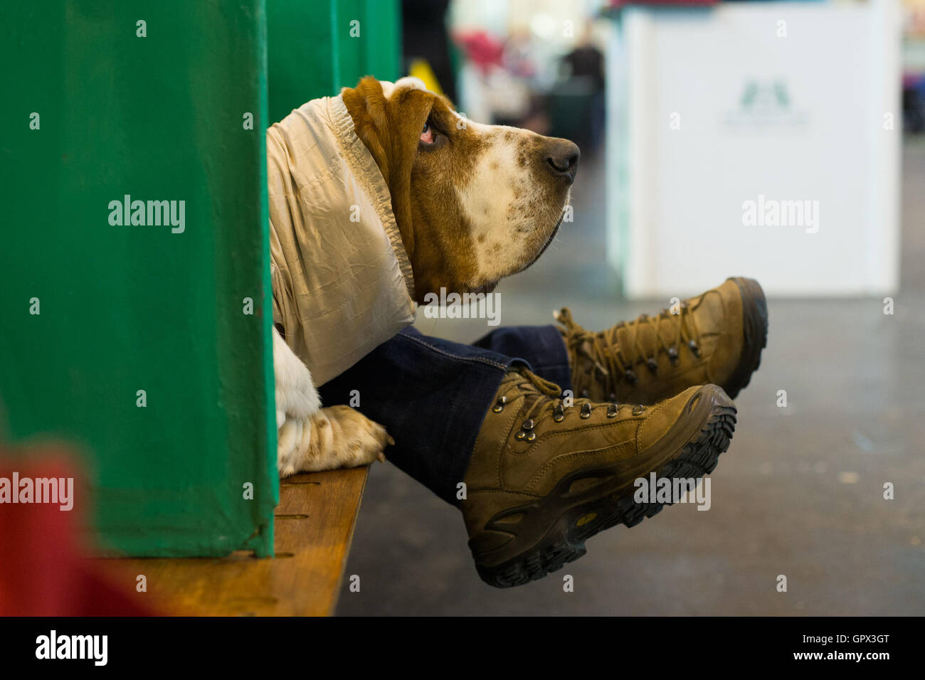 The head of a bloodhound and some legs poke out of a stall at Crufts 2016 held at the NEC in Birmingham, West Midlands, UK. The Stock Photo