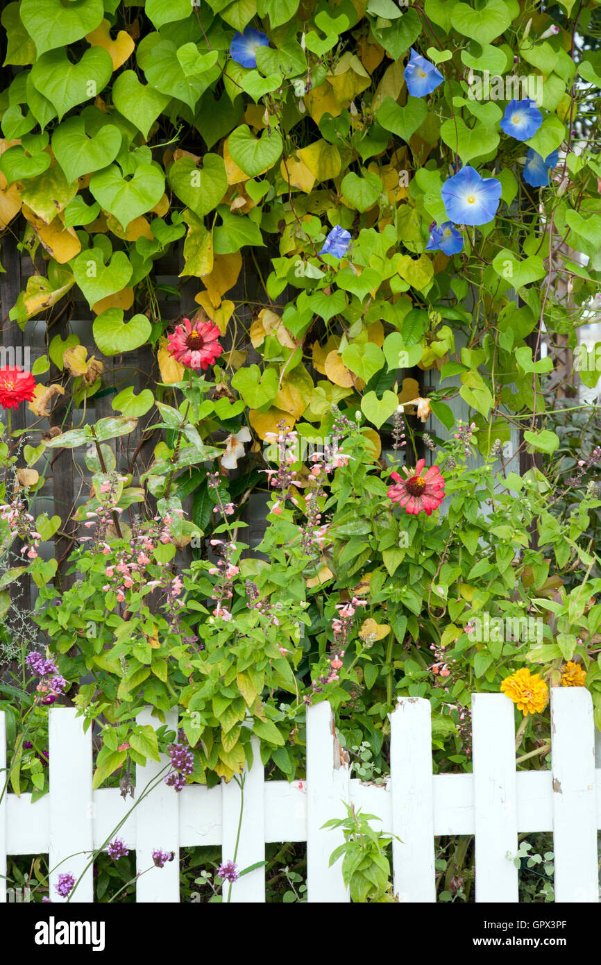 Growing Over Fence High Resolution Stock Photography and Images - Alamy