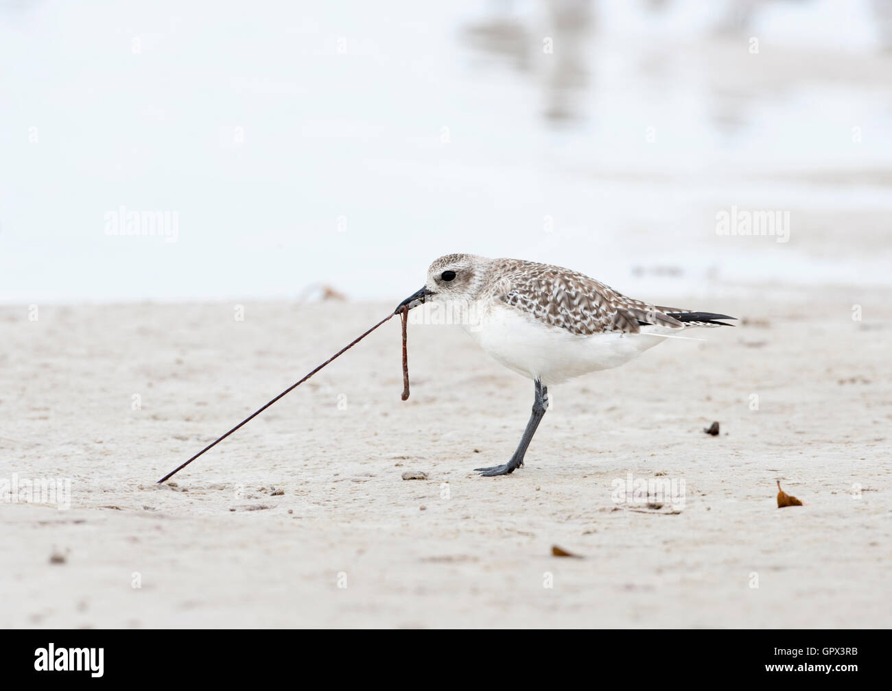 Adult Gray Plover - Black-bellied Plover (Pluvialis squatarola) pulling out a worm on a beach in Florida, USA. Winter plumage Stock Photo