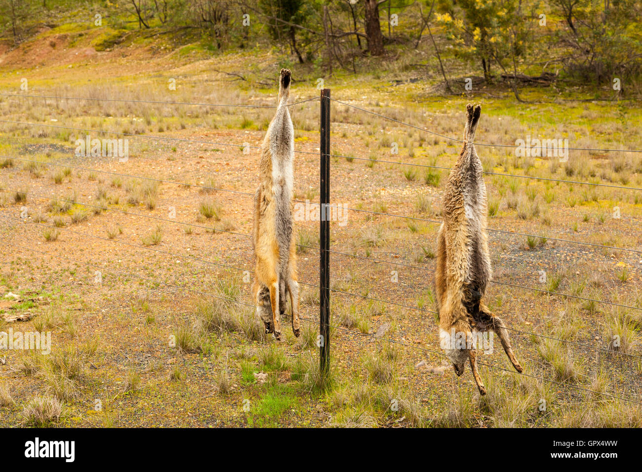 dead foxes hanging from a fence, along the country roadside Stock Photo