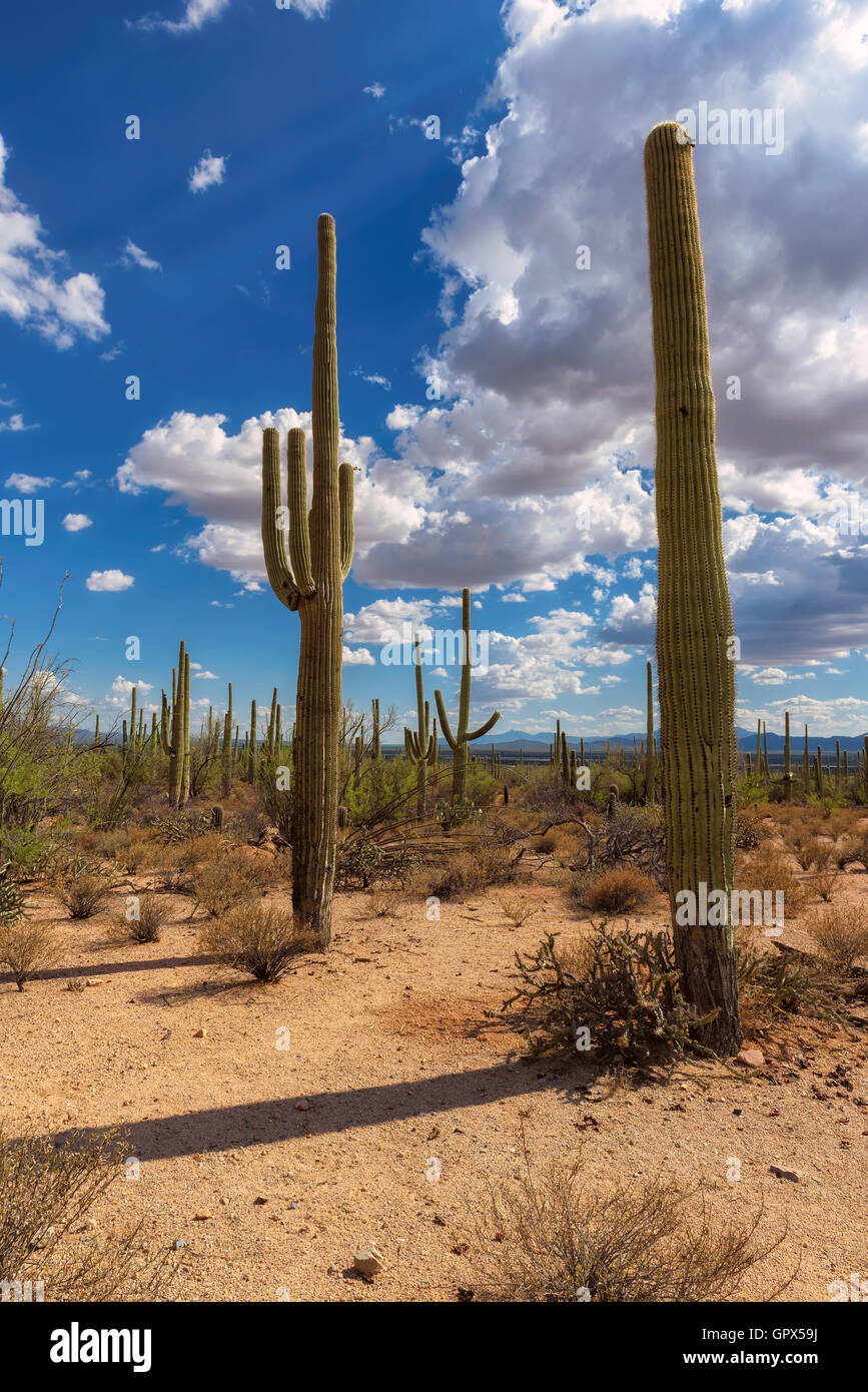 Saguaro National Park, Arizona, USA Stock Photo - Alamy