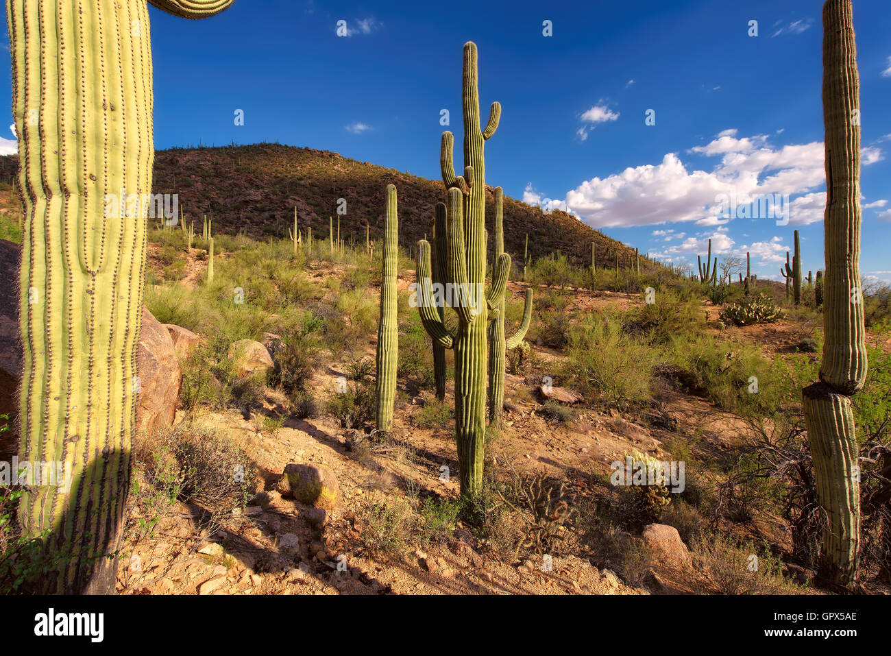 Saguaro National Park near Tucson, Arizona Stock Photo - Alamy