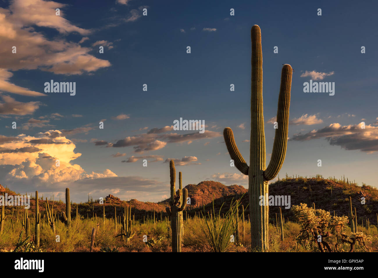 Beautiful Sunset in Saguaro National Park near Tucson, Arizona Stock ...