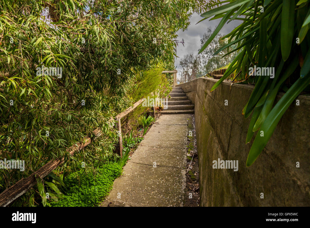 Concrete pathway in the shade of overgrown shrubs leading up to an open and bright area Stock Photo