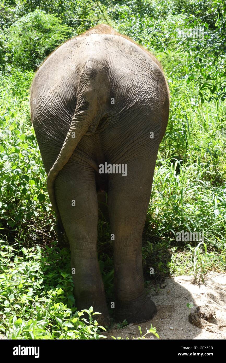 Back view of elephant Stock Photo Alamy
