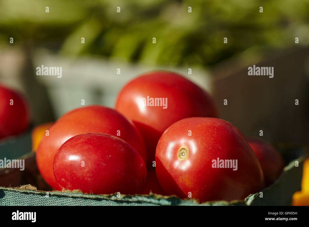 basket of tomatoes at a Lancaster County Pennsylvania farmer's market ...