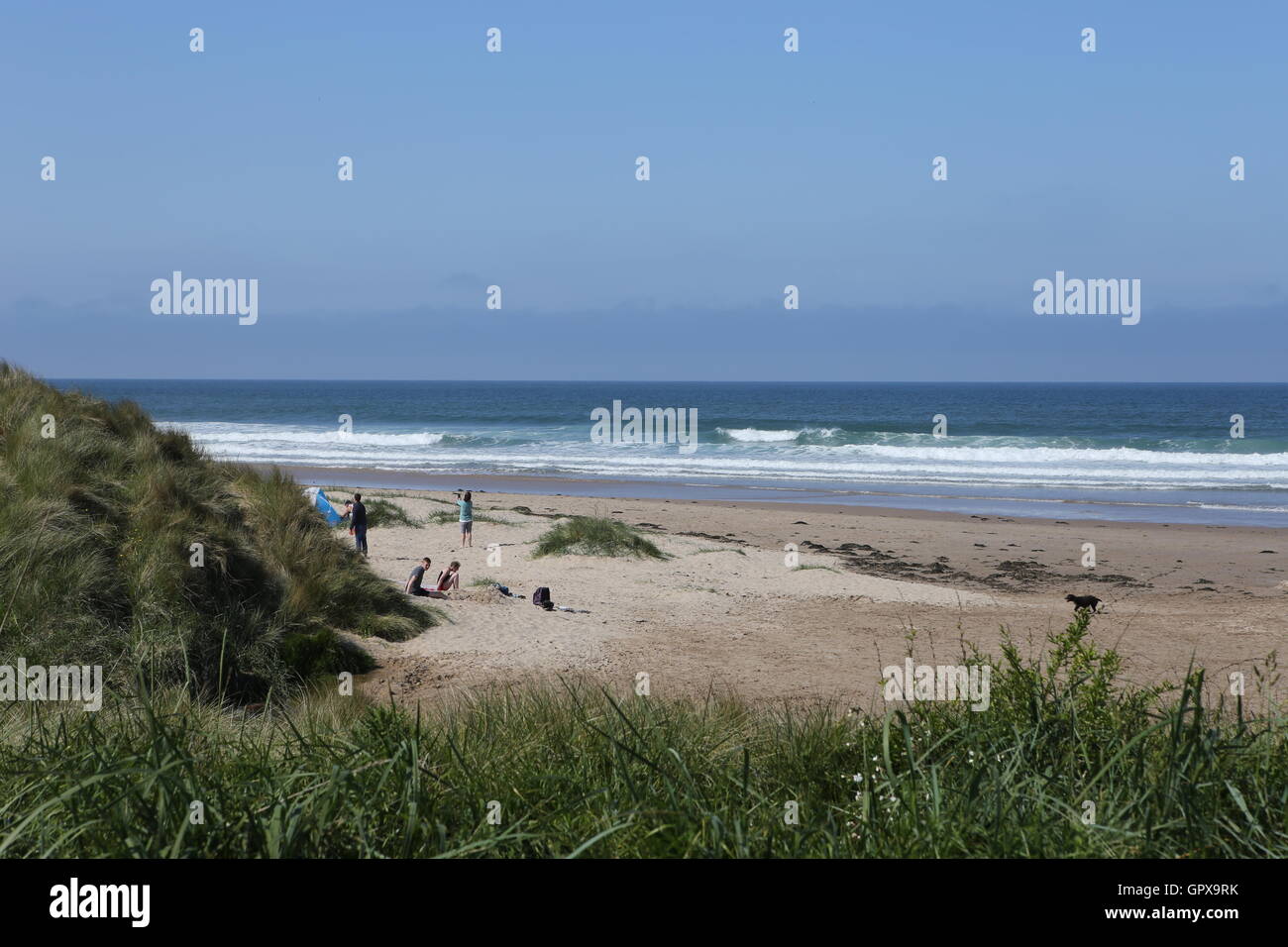 Sea grass on Northumberland Coast next to sandy beach sand dunes Stock Photo