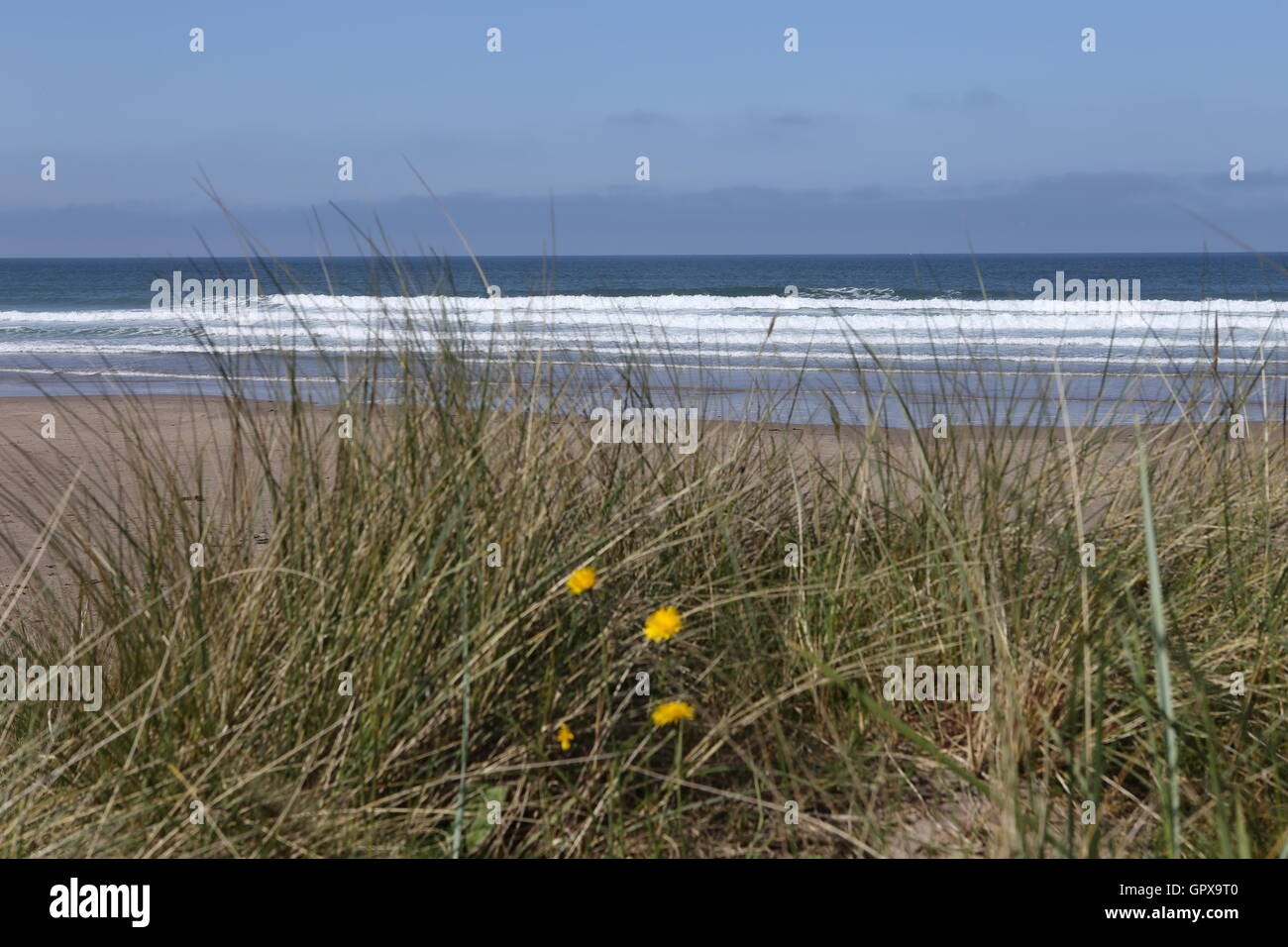 Sea grass on Northumberland Coast next to sandy beach sand dunes Stock Photo
