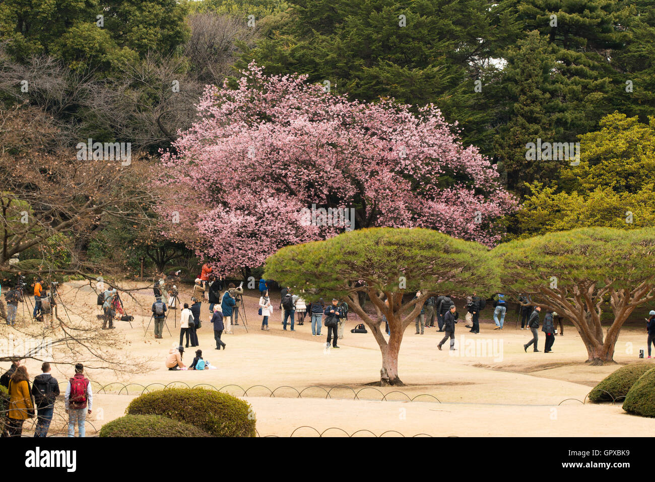 People taking photos of cherry blossom in Tokyo Stock Photo - Alamy