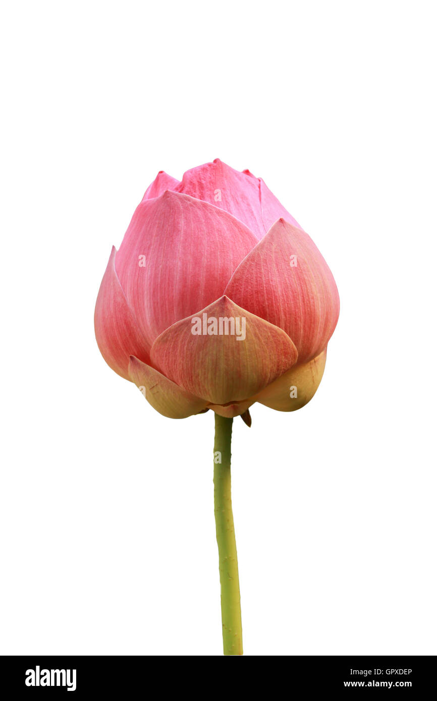 pink lotus isolated on white background Stock Photo