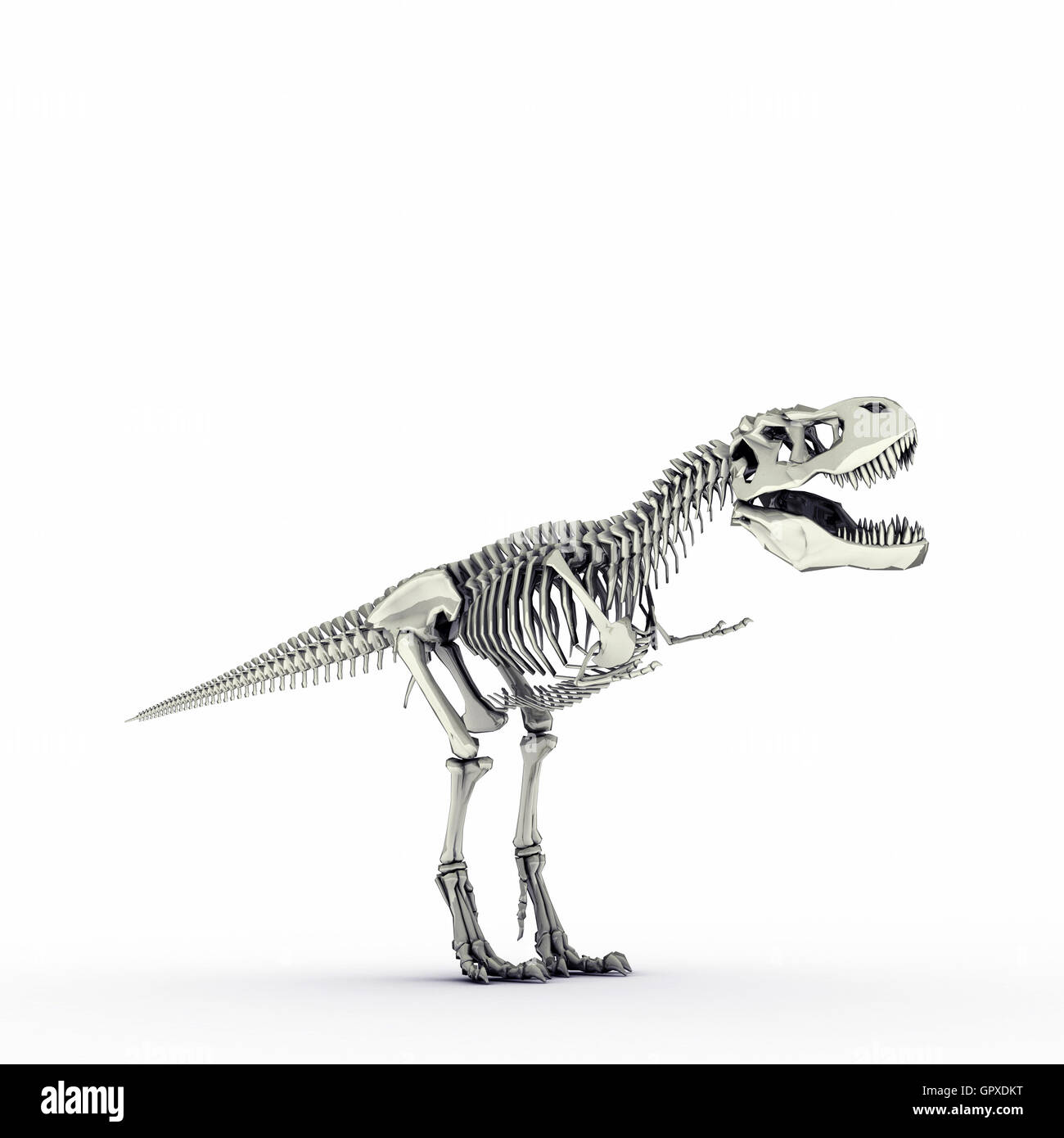 t-rex skeleton Stock Photo