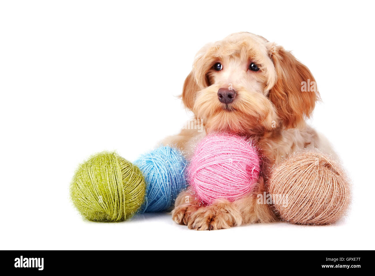 Decorative dog and woolen balls Stock Photo