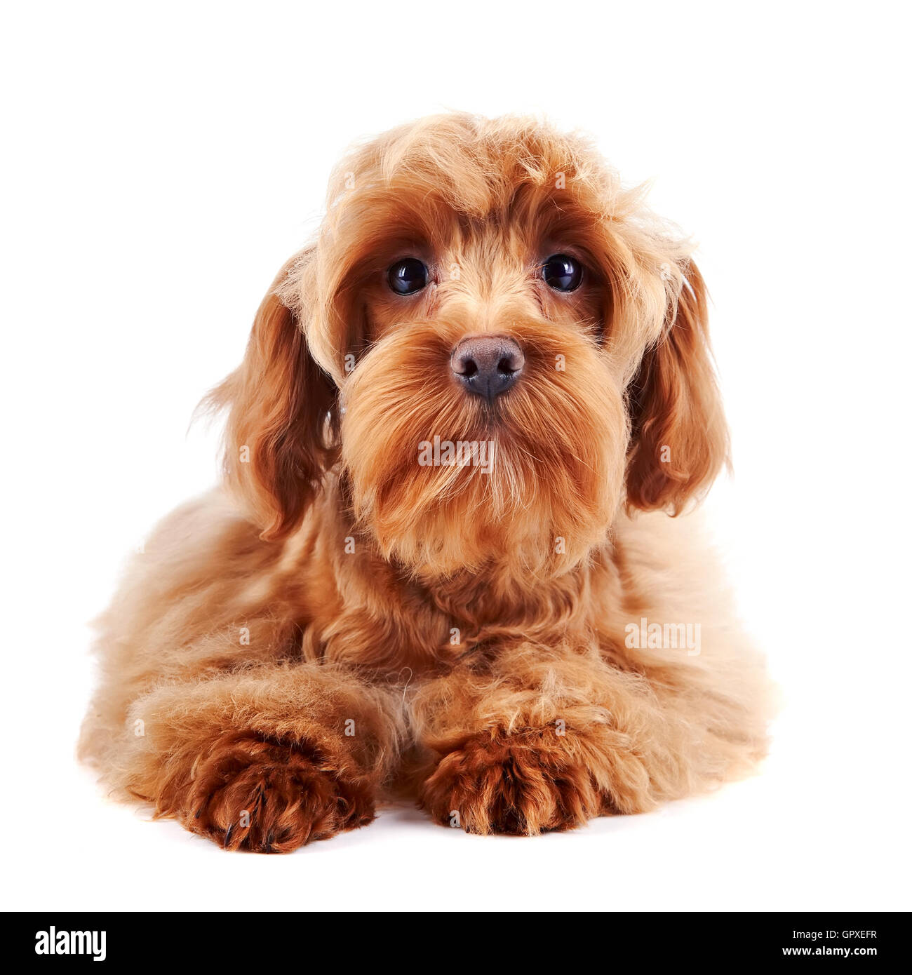 Decorative beige dog red hi-res stock photography and images - Alamy
