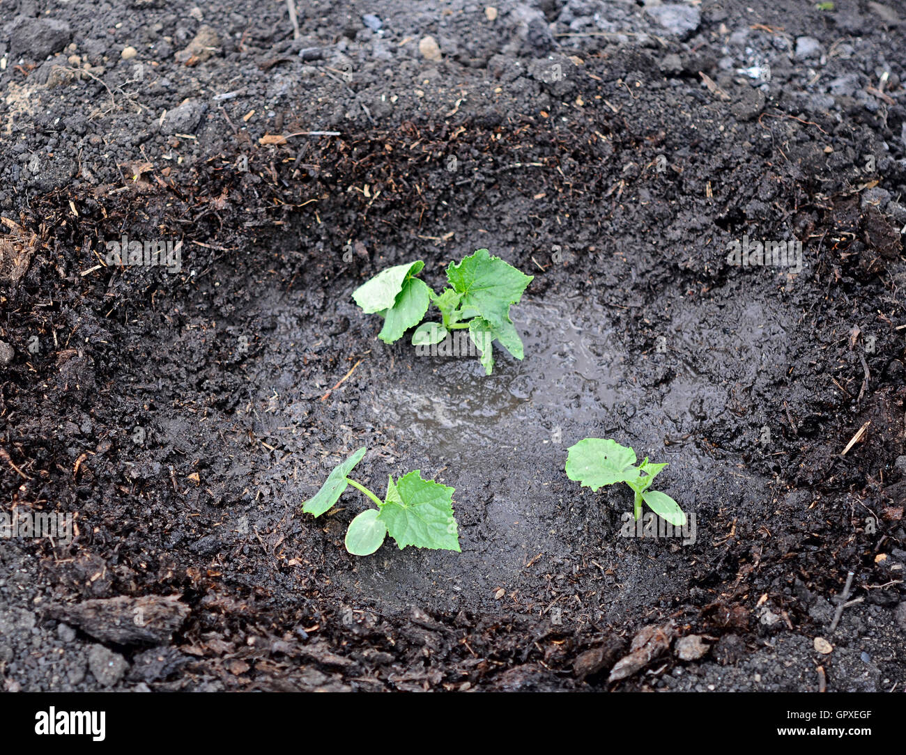 cucumber plant in the garden Stock Photo