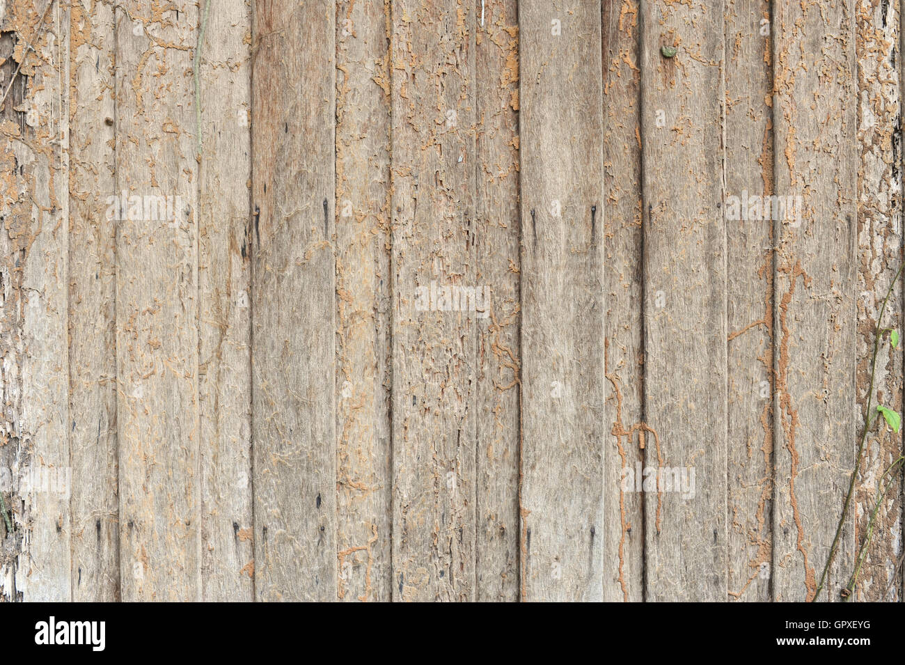 Termite damage hi-res stock photography and images - Alamy