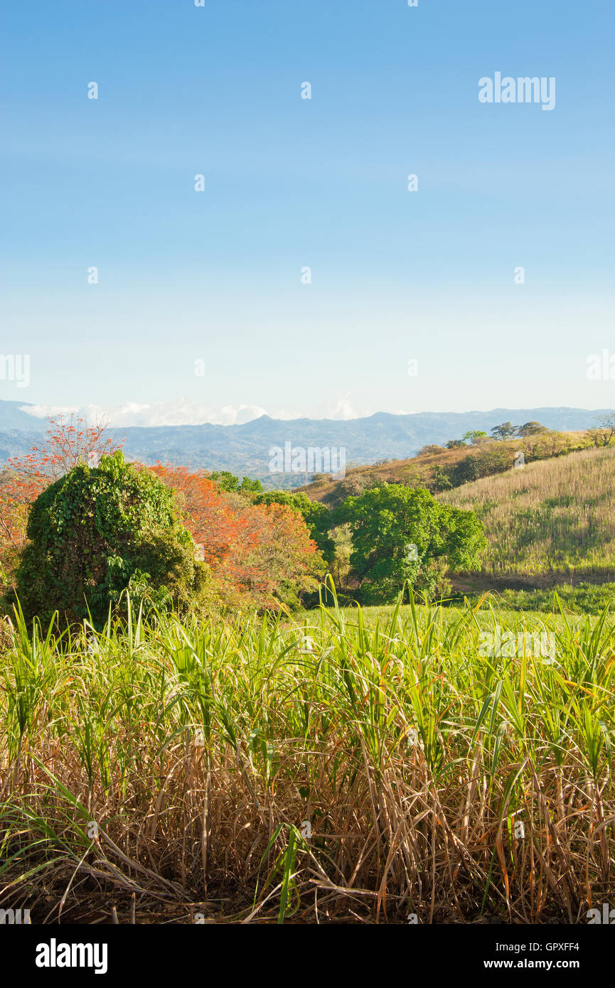 Sugar Cane Field Stock Photo