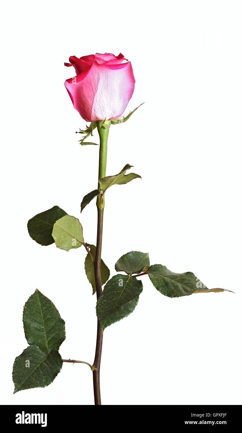 pink rose on a long stalk. on a white background Stock Photo