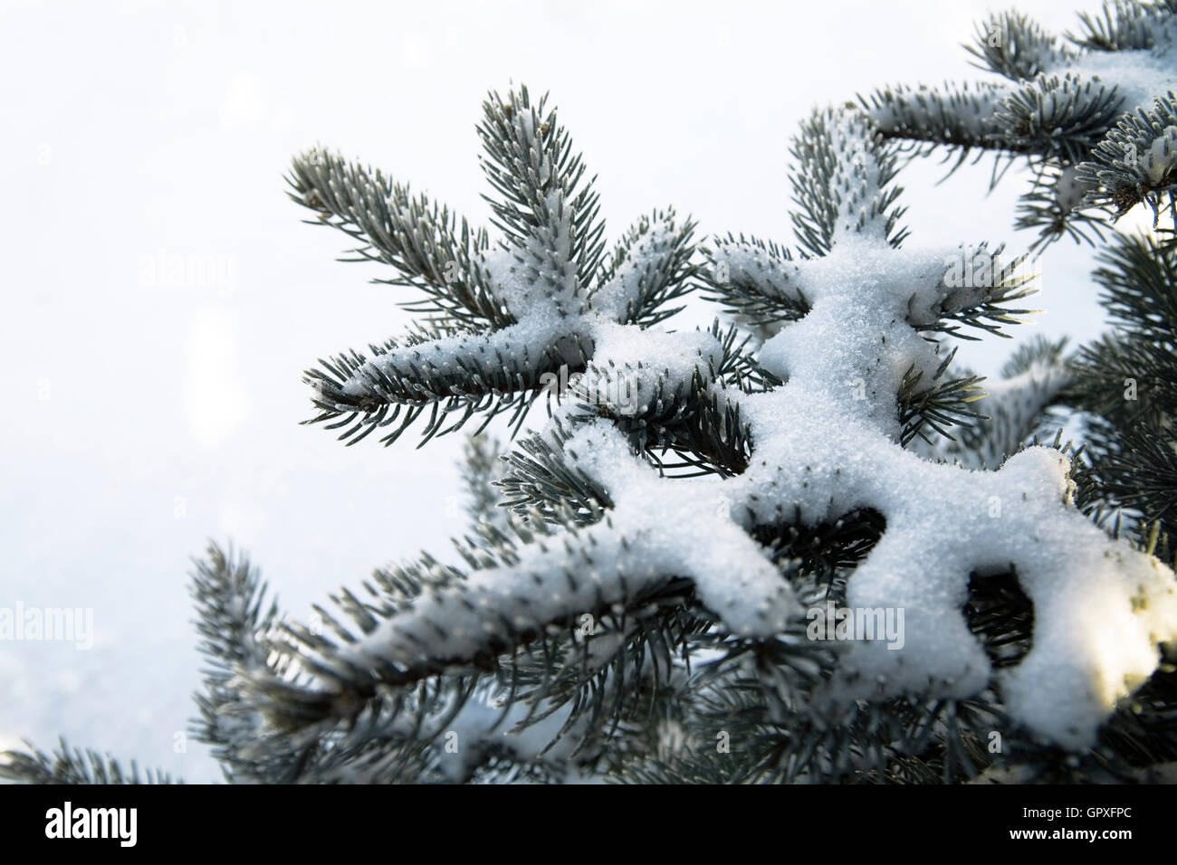 snow covered fir branches on a white background Stock Photo - Alamy