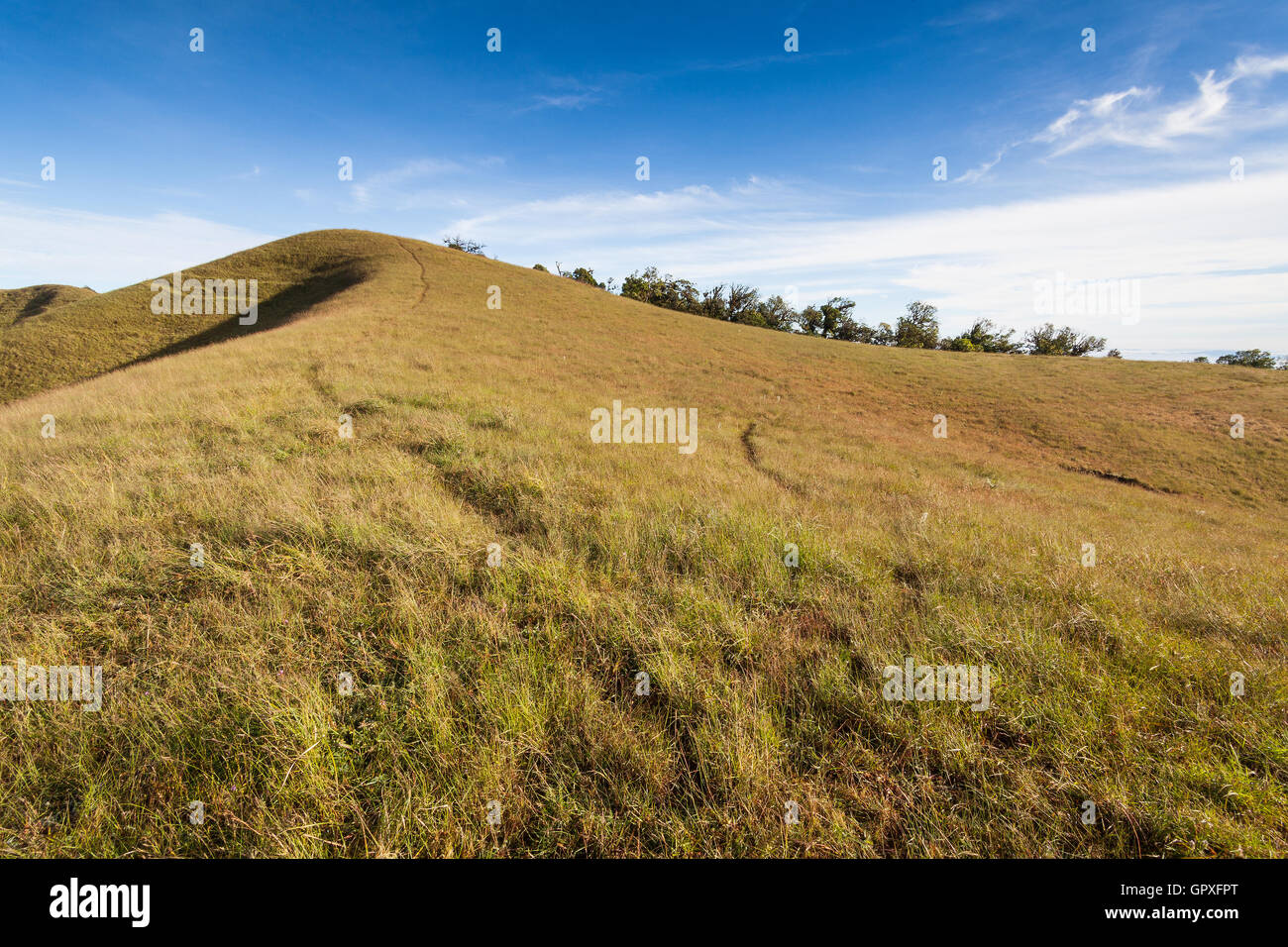 Grass field under blue cloudy sky Stock Photo - Alamy