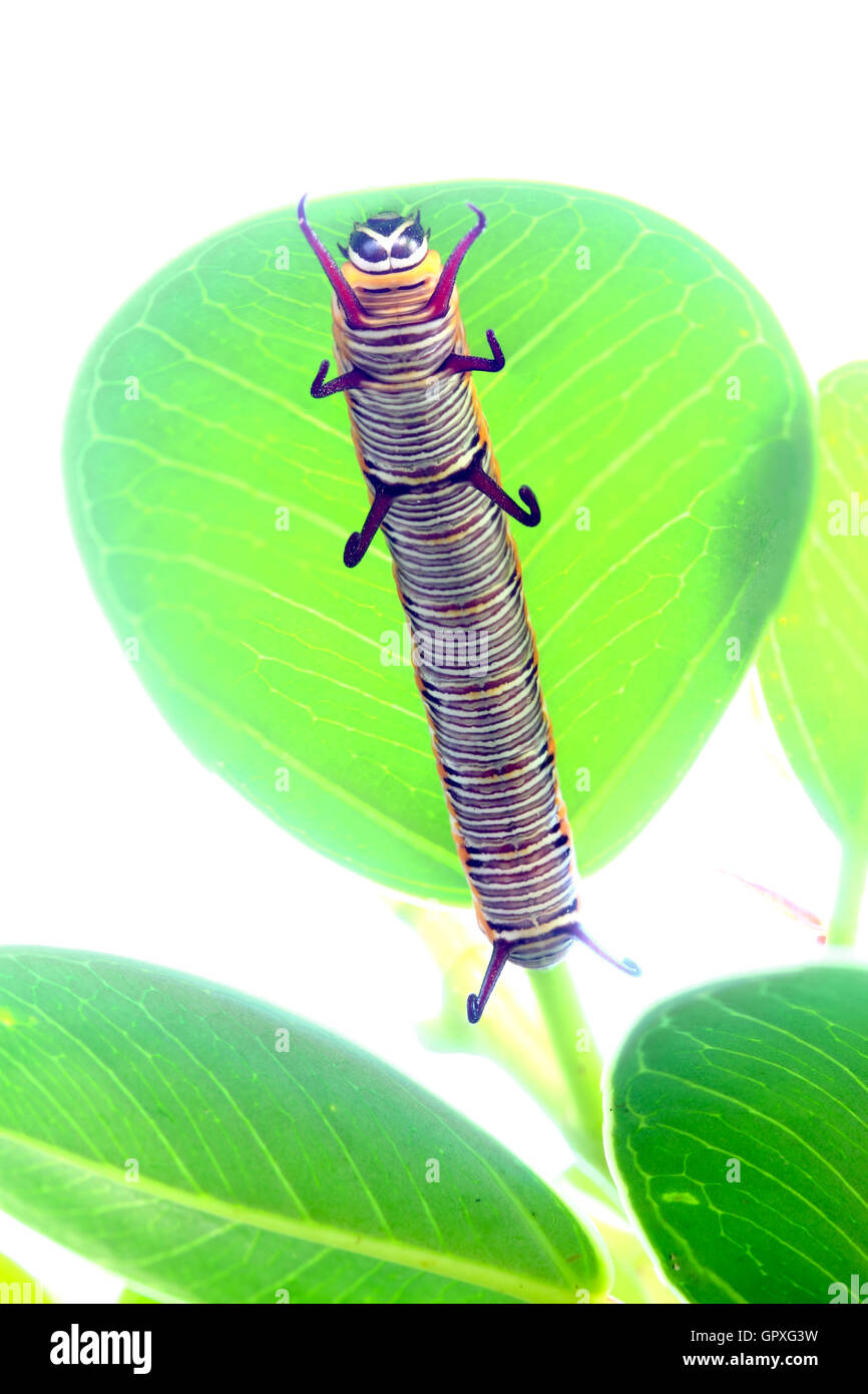 caterpillar is crawling on a leaf Stock Photo - Alamy