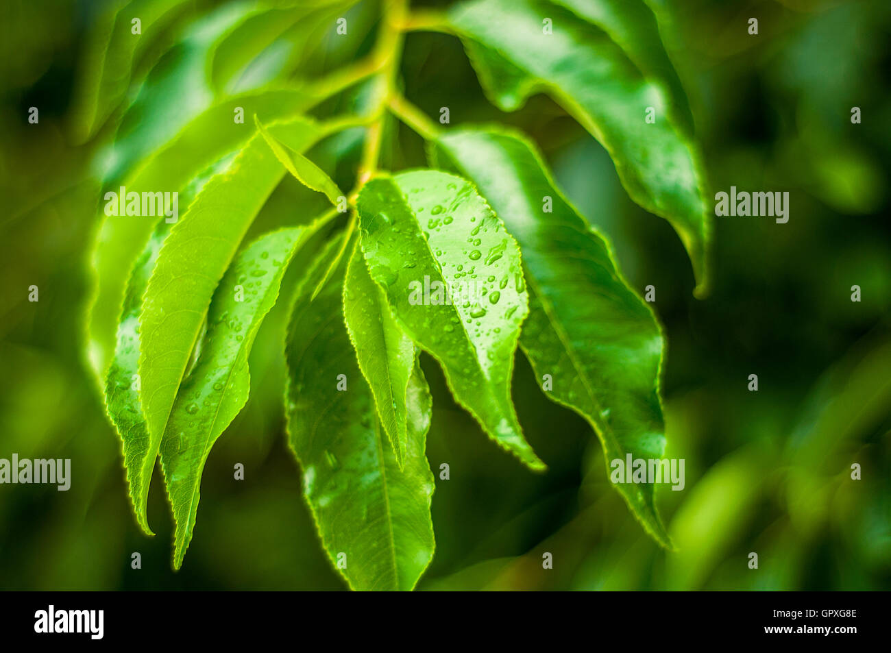 Water drops on the leaves Stock Photo - Alamy