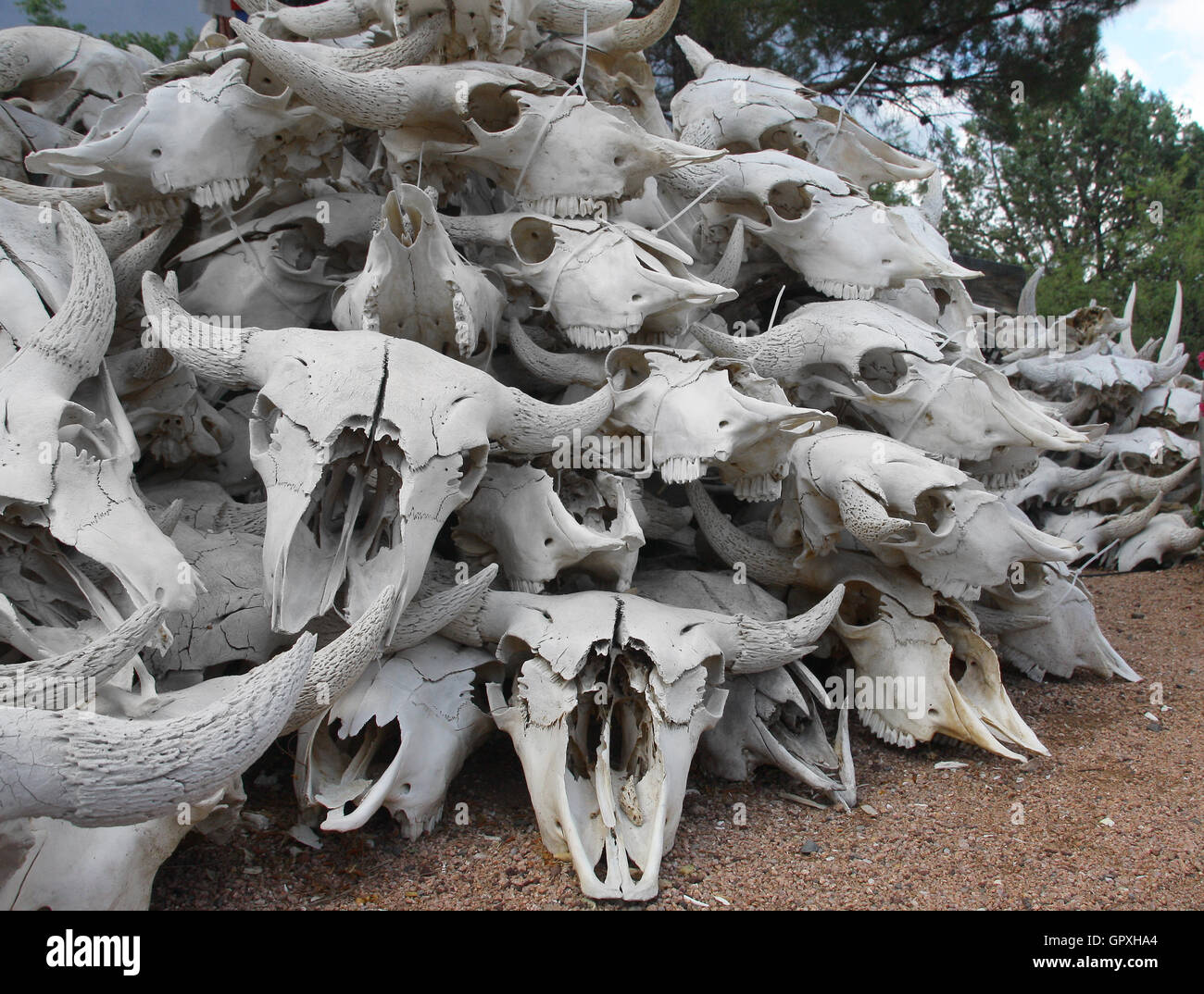 Steer Skulls - Piled High in the Old West (USA) Stock Photo