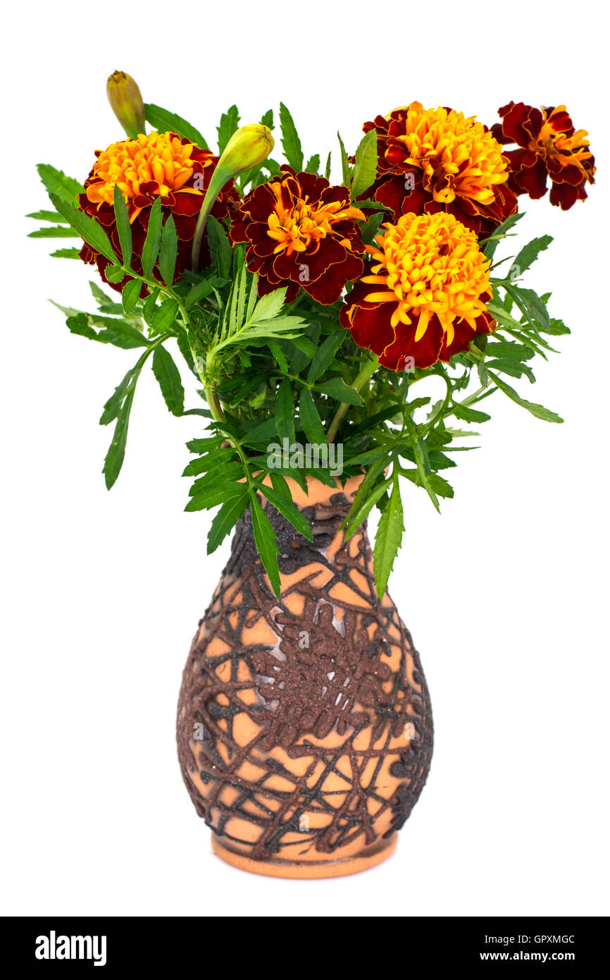 Tagetes Flowers Studio Photo Isolated Stock Photo - Alamy