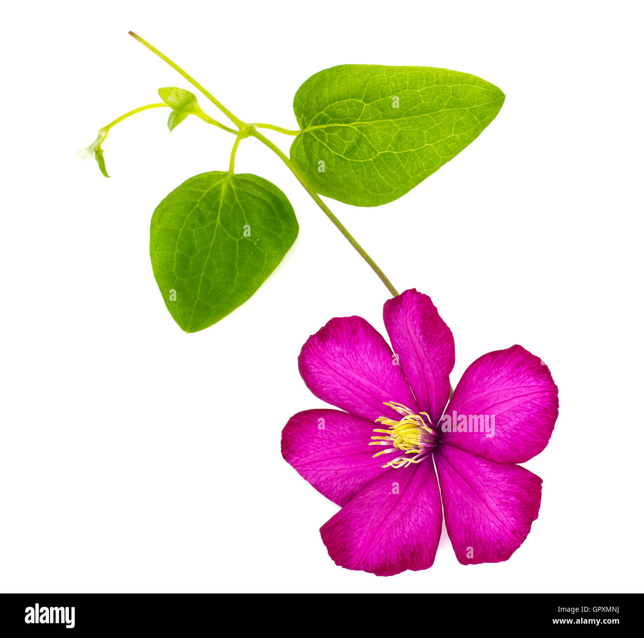 Pink Clematis Flower Isolated on White Background Stock Photo Alamy