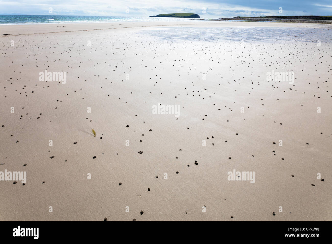 Sand worm casts on the sand beach at low tide Stock Photo Alamy