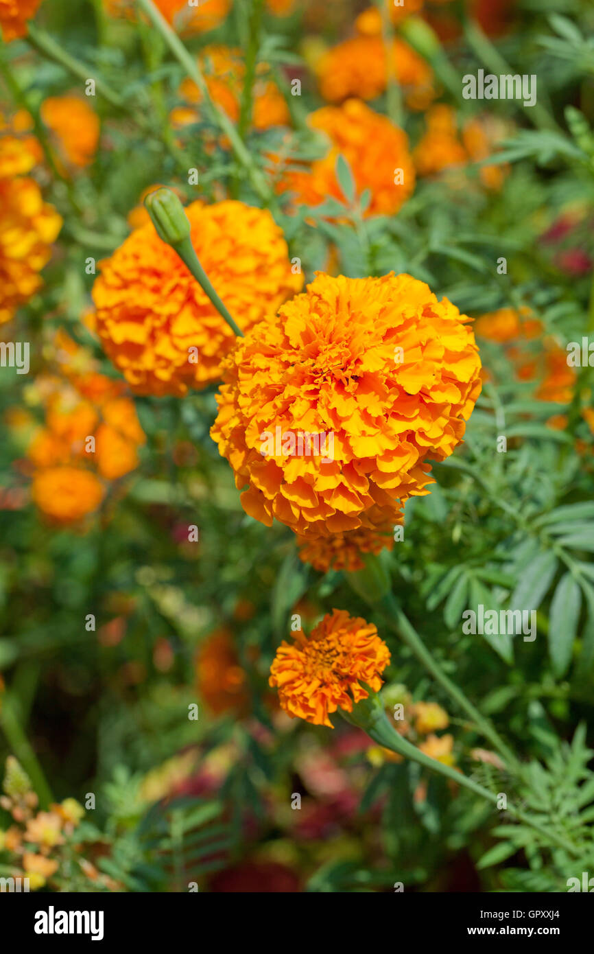 Marigold flowers hires stock photography and images Alamy