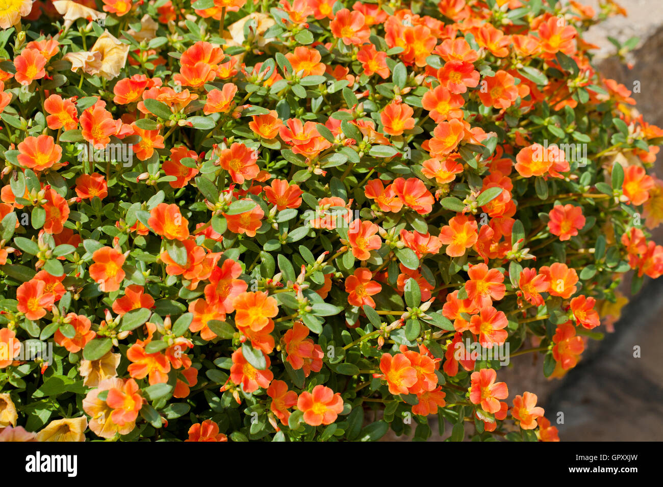 Purslane plant flowers ( Portulaca oleracea), AKA verdolaga, pigweed, little hogweed, red root, pursley - USA Stock Photo