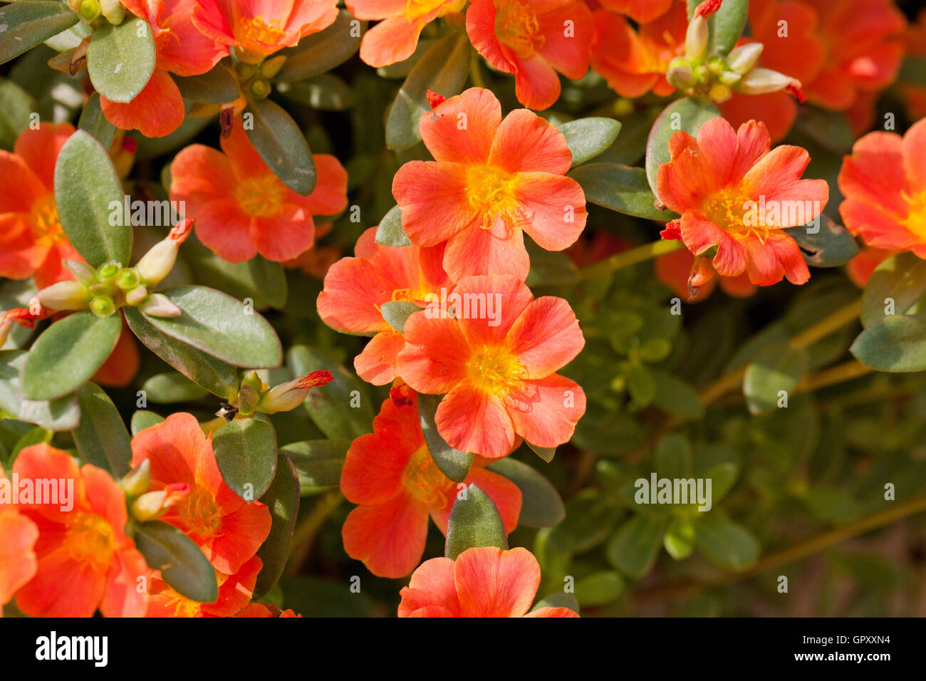 Purslane plant flowers ( Portulaca oleracea), AKA verdolaga, pigweed, little hogweed, red root, pursley - USA Stock Photo