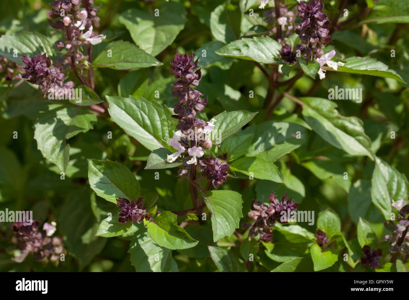 Cinnamon basil plant (Ocimum basilicum) USA Stock Photo Alamy
