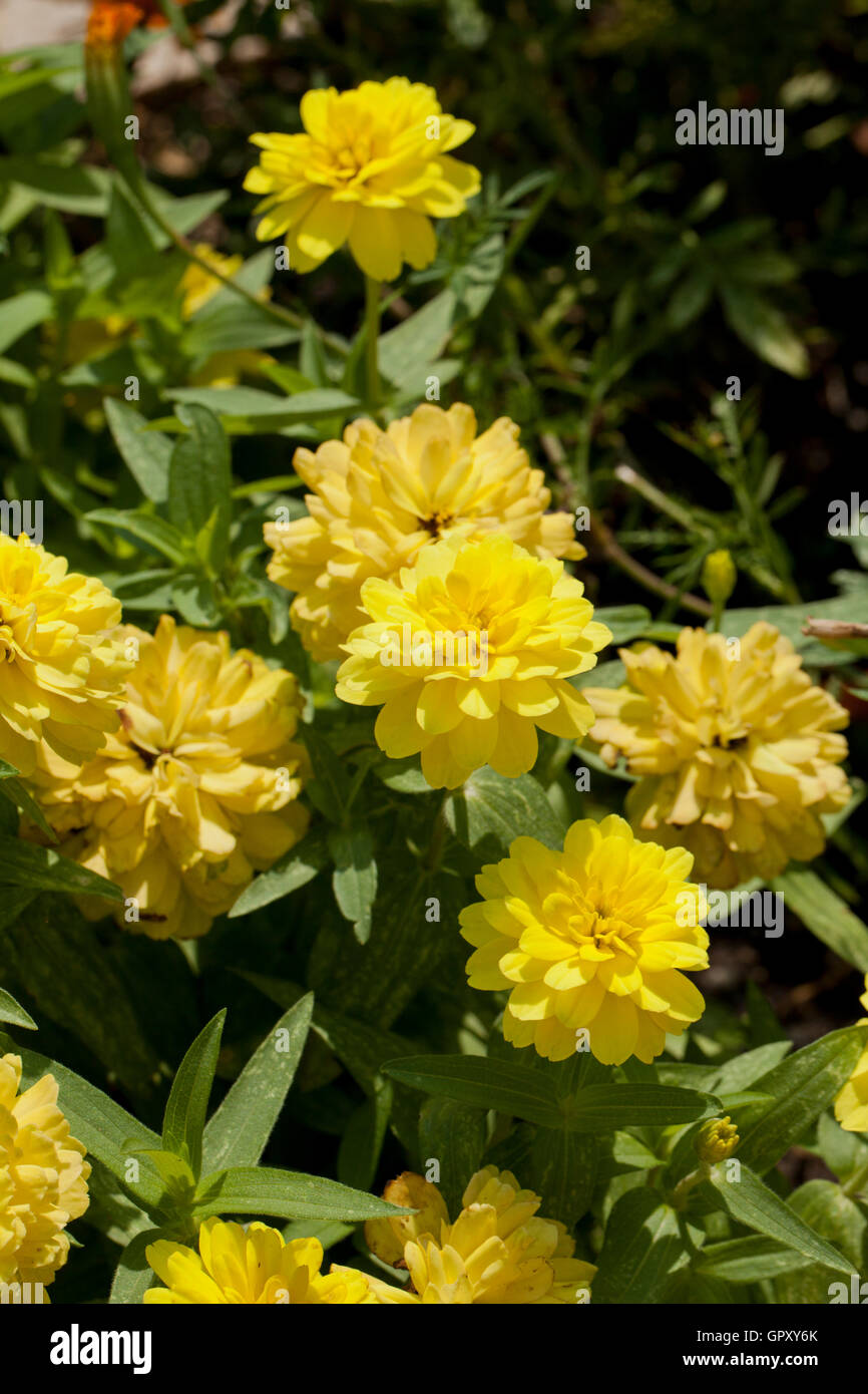 Profusion Yellow Zinnia flowers in garden (Chrysogonum peruvianum) - USA Stock Photo