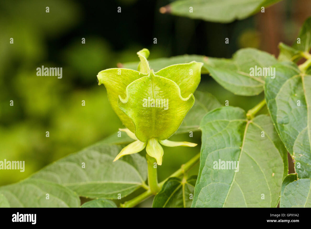 Devil's Cotton plant seed pod (Abroma augustum) Stock Photo