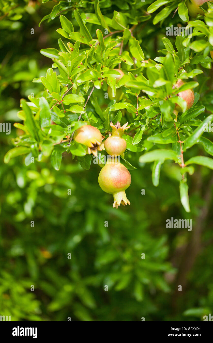 Dwarf Pomegranate fruits on tree (Punica granatum Nana) - USA Stock Photo