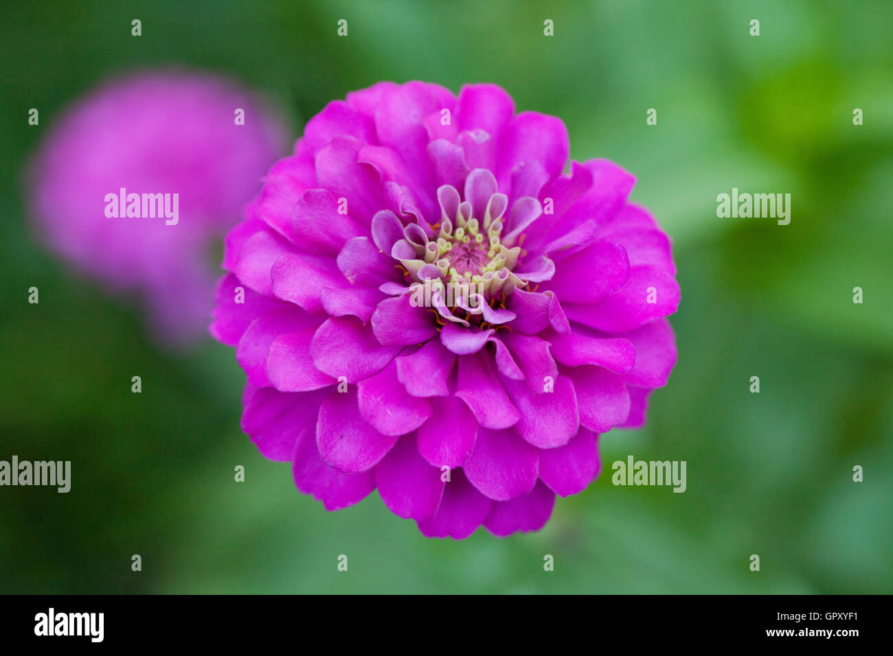 Pink zinnia flower closeup - USA Stock Photo