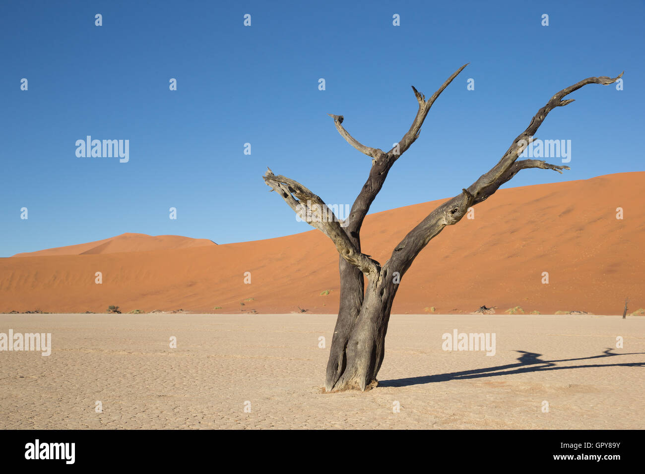 Dead Camel Thorn (Acacia erioloba) on clay pan in the desert Stock Photo