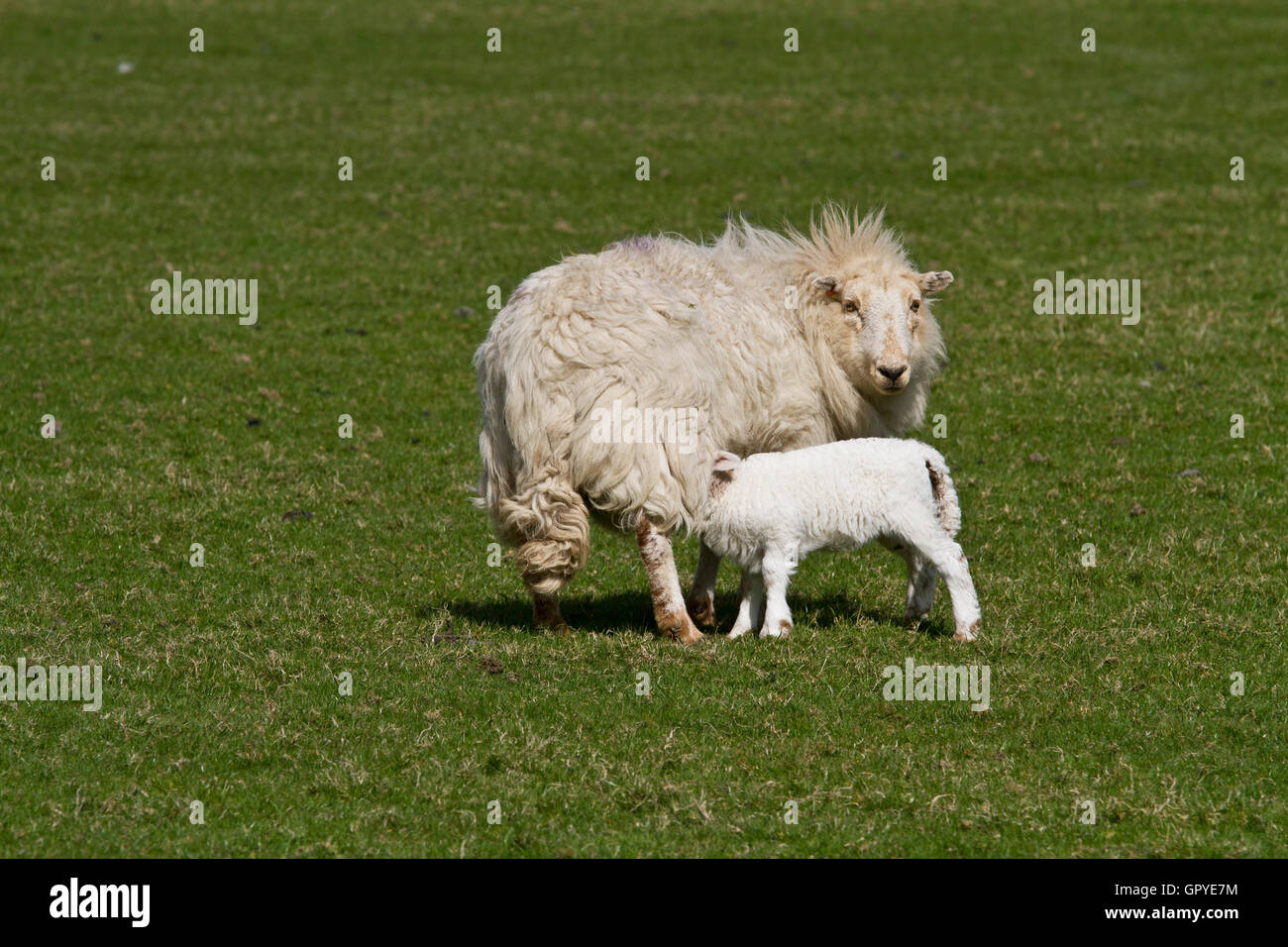 Mother sheep nursing lamb domestic hi-res stock photography and images ...