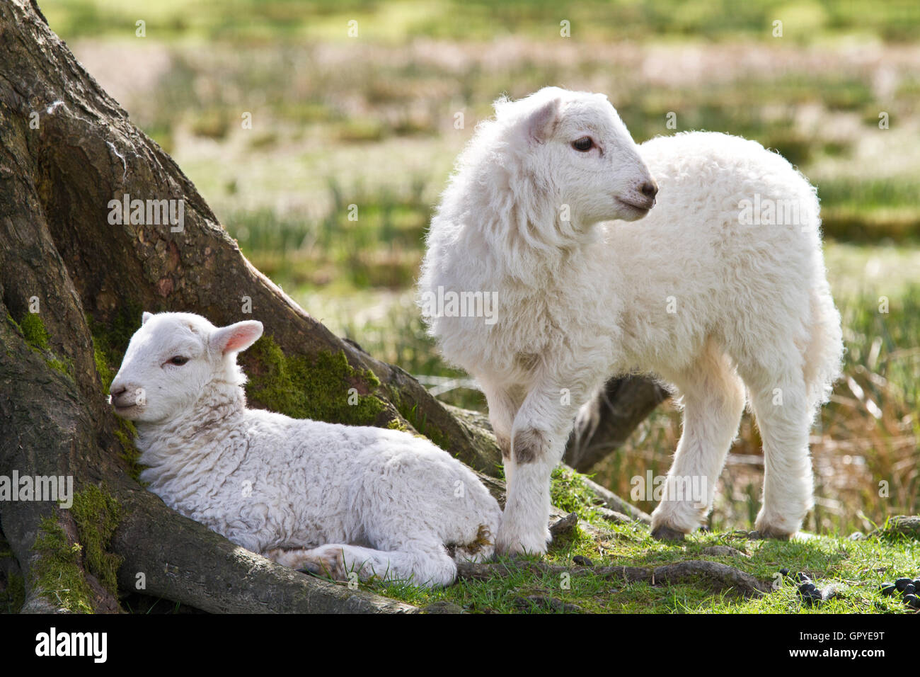 Lamb under tree hires stock photography and images Alamy