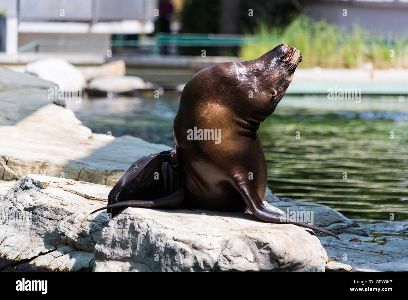 Eared seal or otariid mammal on a rock Stock Photo