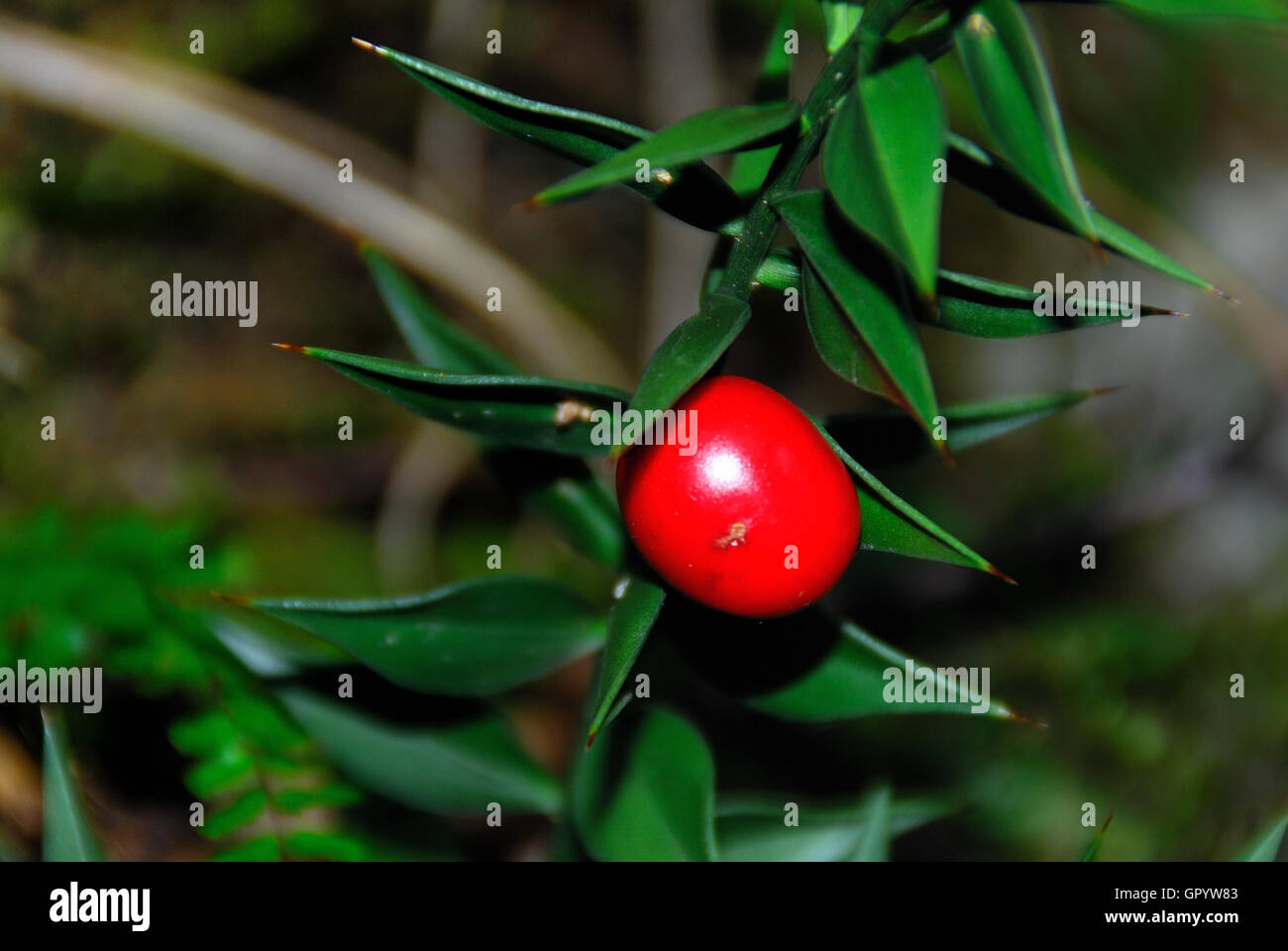 A butcher's broom plant Stock Photo Alamy