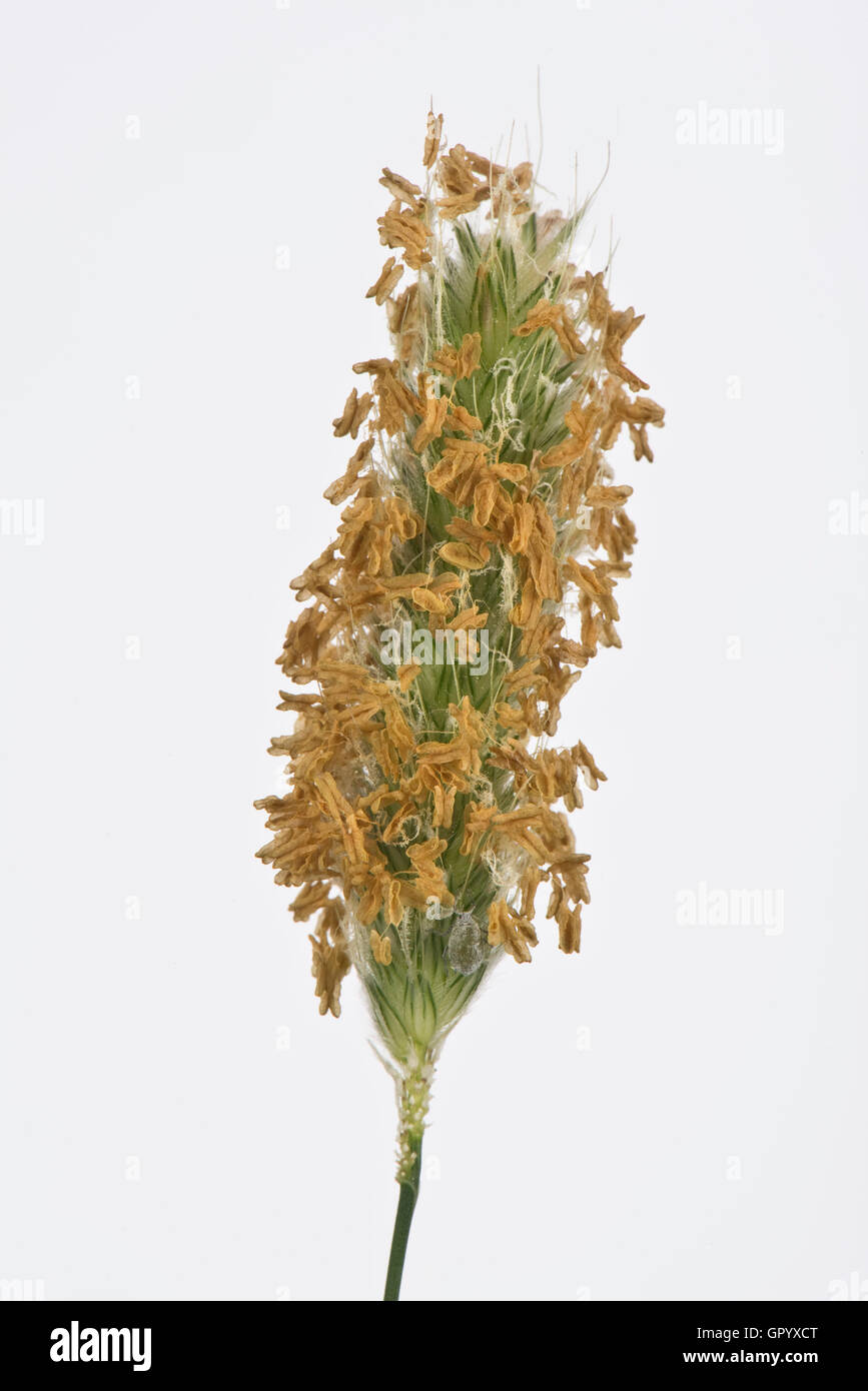 Meadow foxtail, Alopecurus pratensis, inflorescence with anthers and stamens beginning to go over, June Stock Photo