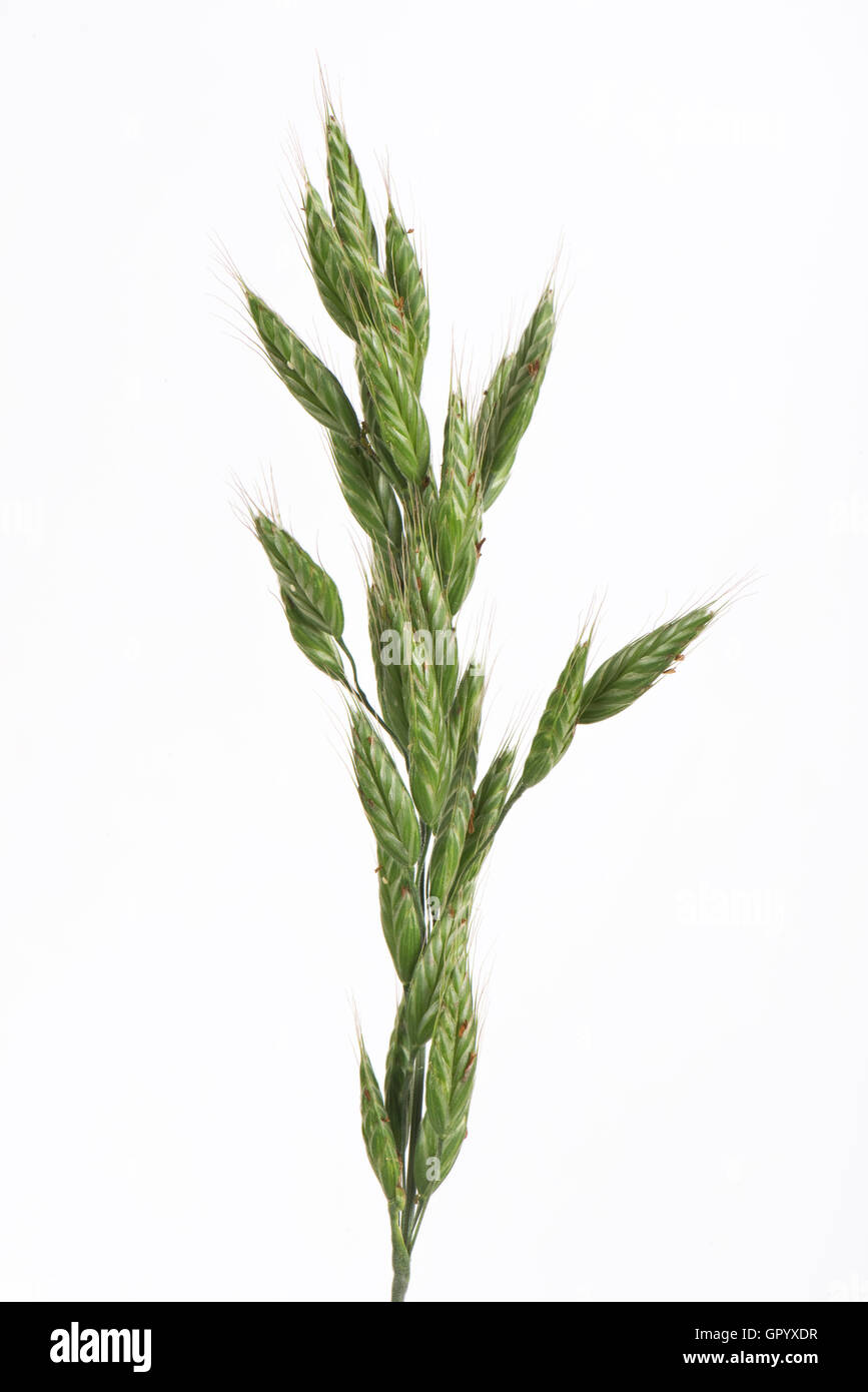 Soft brome, Bromus mollis, flowering spike with anthers exposed, Berkshire, June Stock Photo